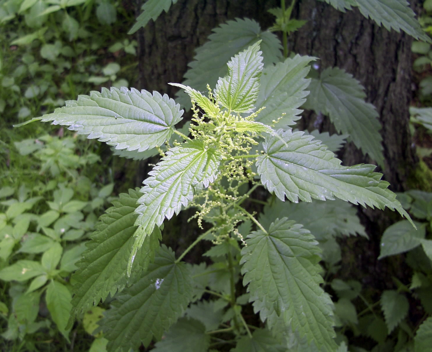 nettles-urtica-dioica